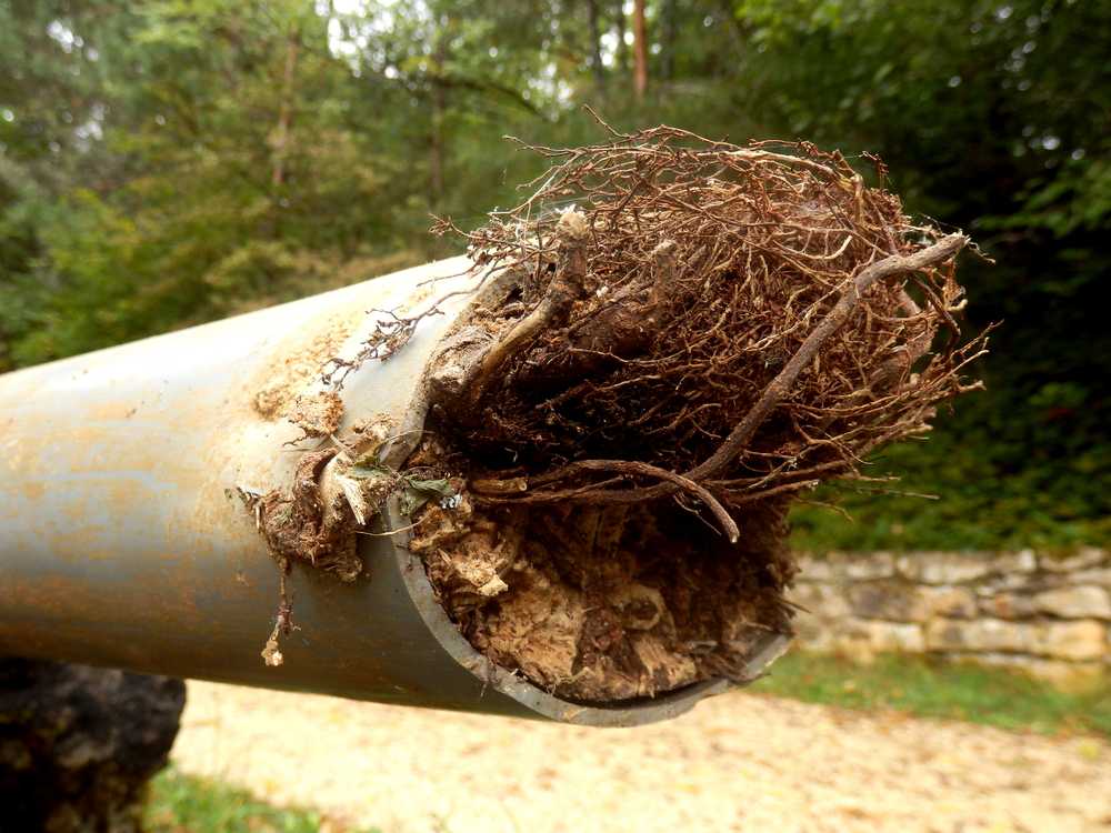 Sewer Pipe Full Of Roots